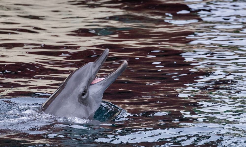 Dolphin