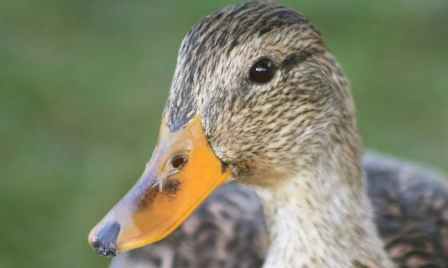 SIGN: Justice for Mother Duck and Ducklings Allegedly Chased Down and Stomped to Death
