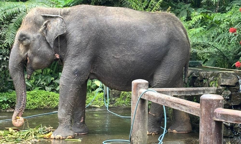 Elephant