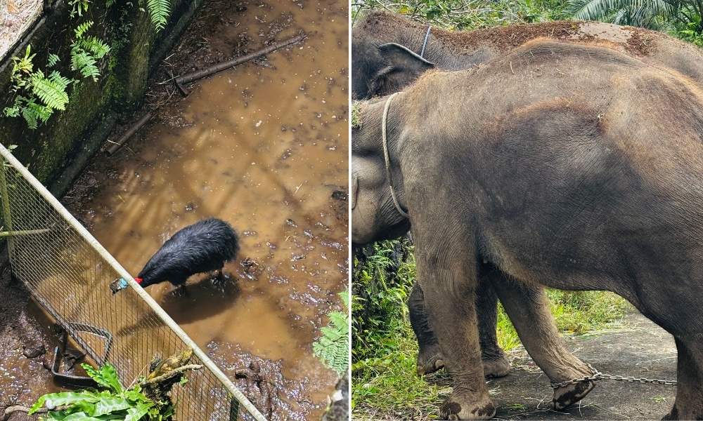 Elephant and bird