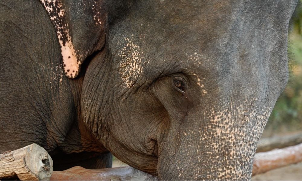 Elephant Up-Close in India