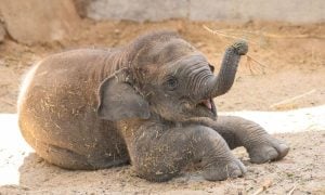 Baby Asian elephant playing with trunk