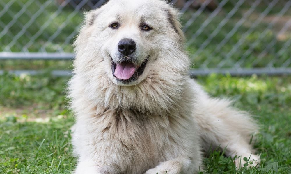 Relaxed dog lying in grass