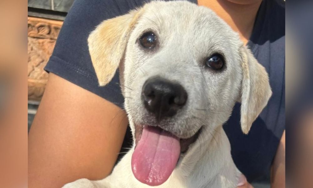 Happy Pup