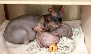 Mama cat and kittens