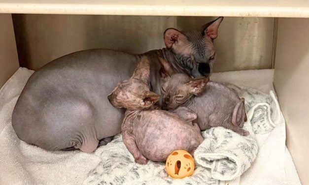 SIGN: Justice for Cats Found Dead in Freezer