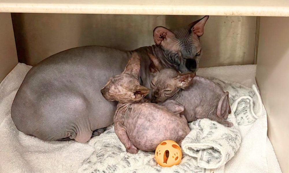 Mama cat and kittens