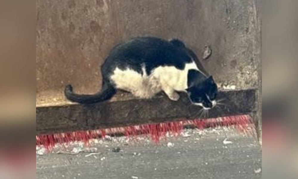 Cat Rescued From Trash Pit After Hiding in Discarded Couch
