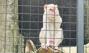 Monkey in cage