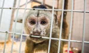 Sad monkey in cage