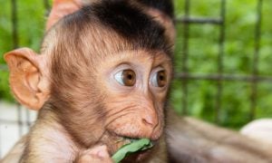 Baby macaque