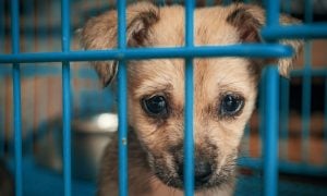 Sad puppy in crate
