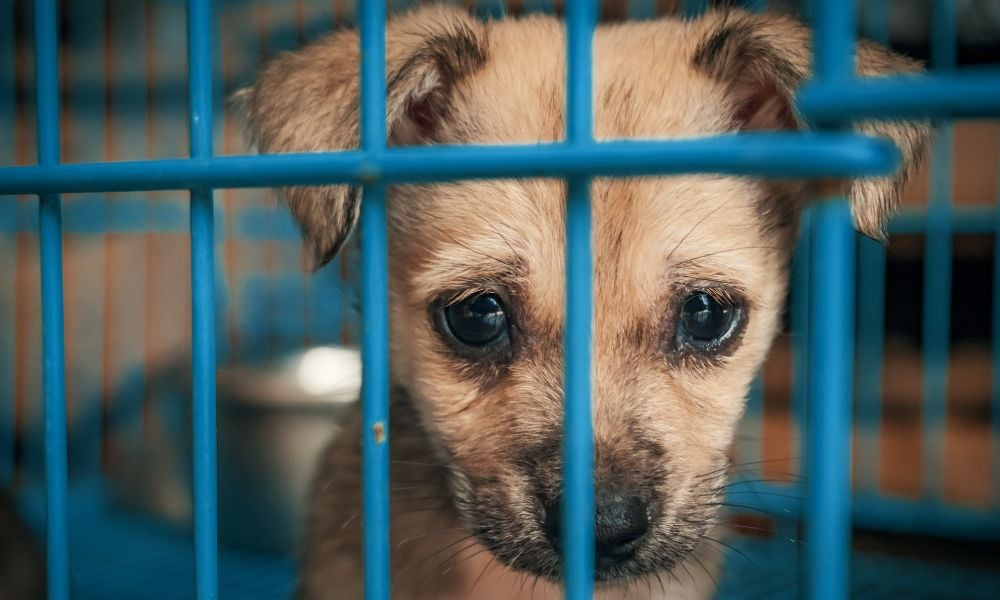 Sad puppy in crate