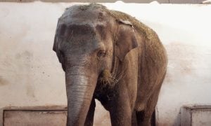 Sad elephant in captivity