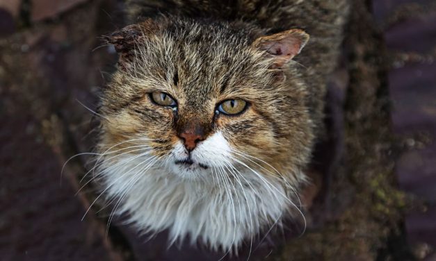 SIGN: Justice for Cats Found Dead and Bleeding in Suspected Poisoning Case
