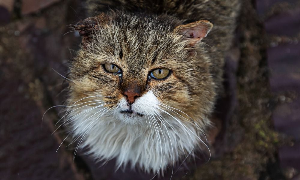 Sad, sick street cat