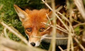 Frightened fox