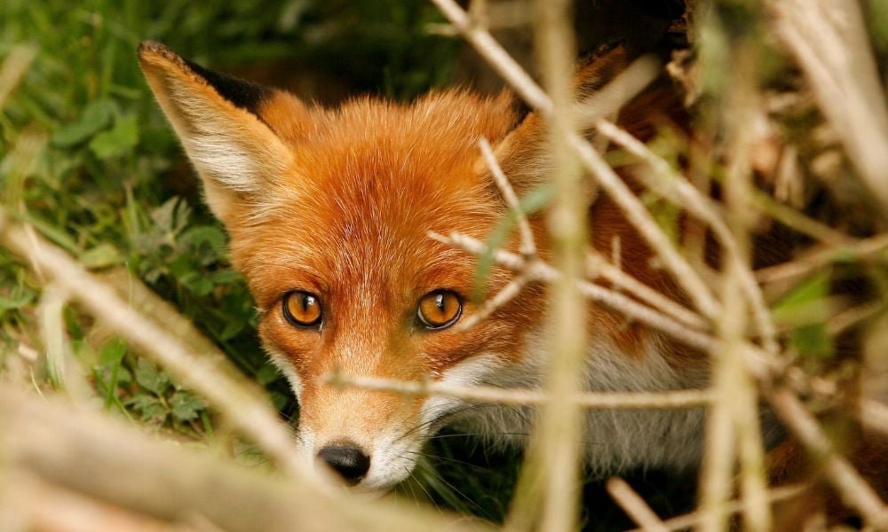 SIGN: Help Protect UK Foxes From Being Cruelly Killed by Dogs in Trail Hunts