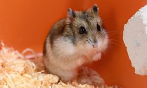 Scared hamster