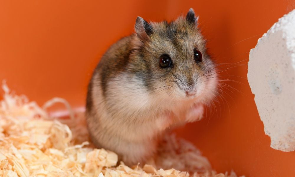 Scared hamster