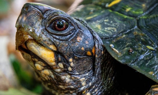SIGN: Justice for Turtle Found Caged, Zip-Tied, and Abandoned Underwater in Lake