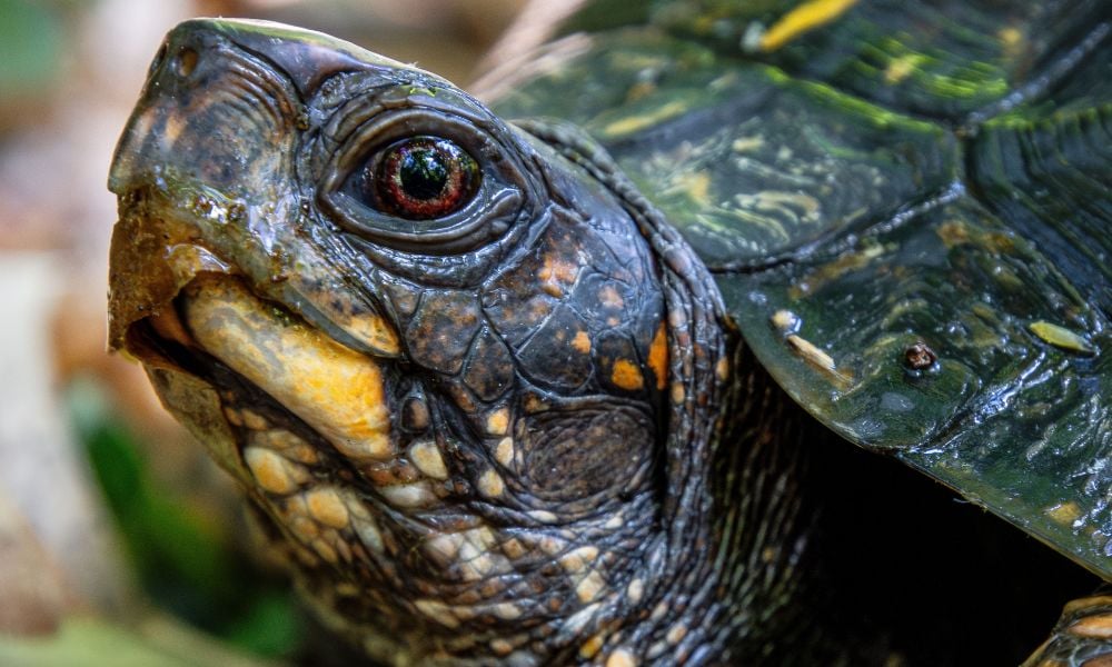 SIGN: Justice for Turtle Found Caged, Zip-Tied, and Abandoned Underwater in Lake