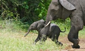 An African elephant mother walks through grass beside her calf