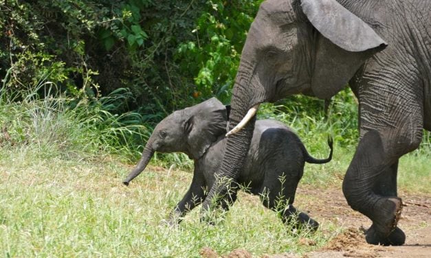 Elephants May Treat Themselves and Their Calves With Medicinal Plants, Study Finds
