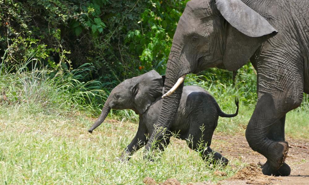 An African elephant mother walks through grass beside her calf