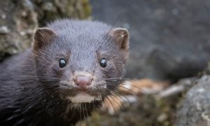 Close-up portrait of an American mink looking directly at the camera among rocks