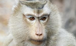 Close-up of a gray long-tailed macaque with amber eyes against a softly blurred background