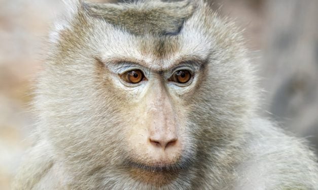 Cambodian Ministry Speaks Out Against Videos Promoting Wildlife Trafficking & Cruelty