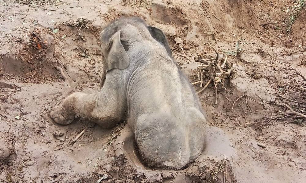 Baby elephant sits in a muddy trench, facing the steep earthen bank.