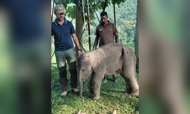 Baby Elephant Trapped in Muddy Trench Rescued by Caring Community