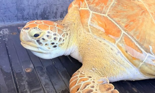 Ailing 100-Pound Sea Turtle Rescued by Coast Guard