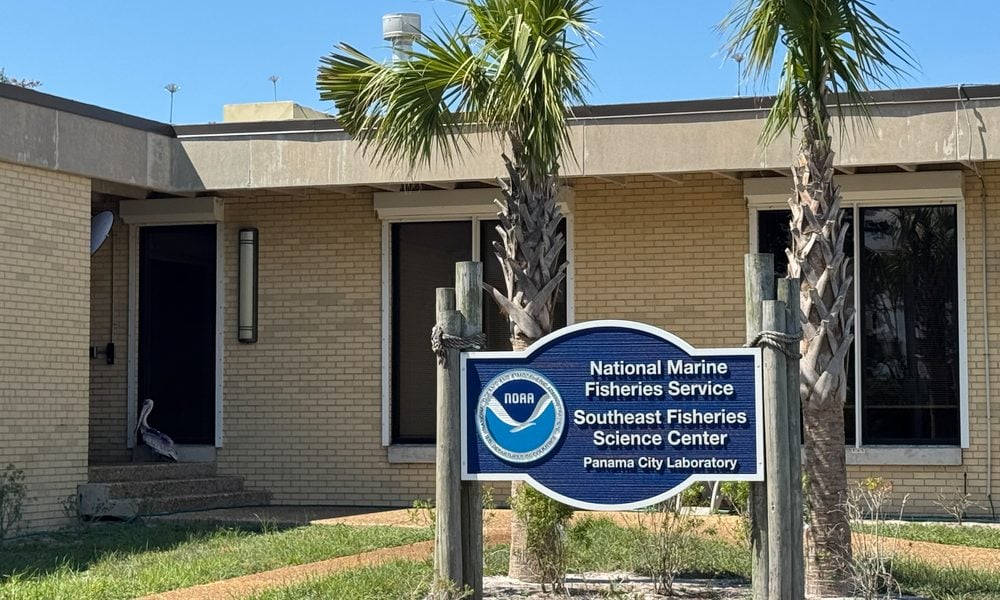Brown pelican waiting beside the entrance and sign for NOAA's Panama City Laboratory