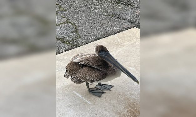Injured Pelican Knocks on Door to Find Help