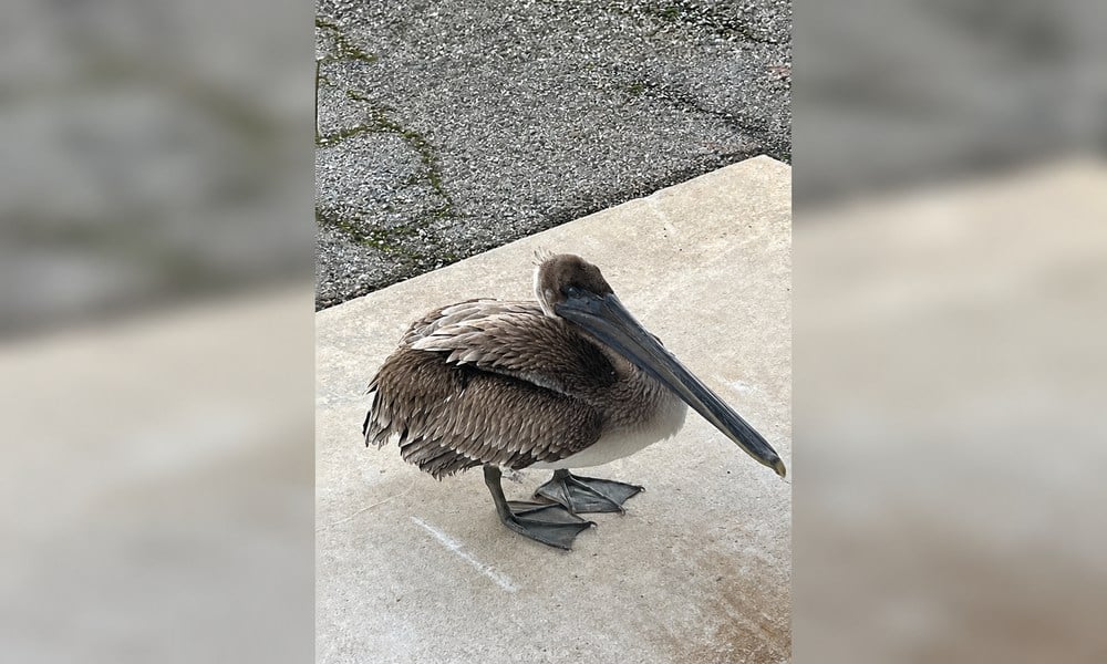 Close view of the rescued brown pelican standing on a concrete stoop
