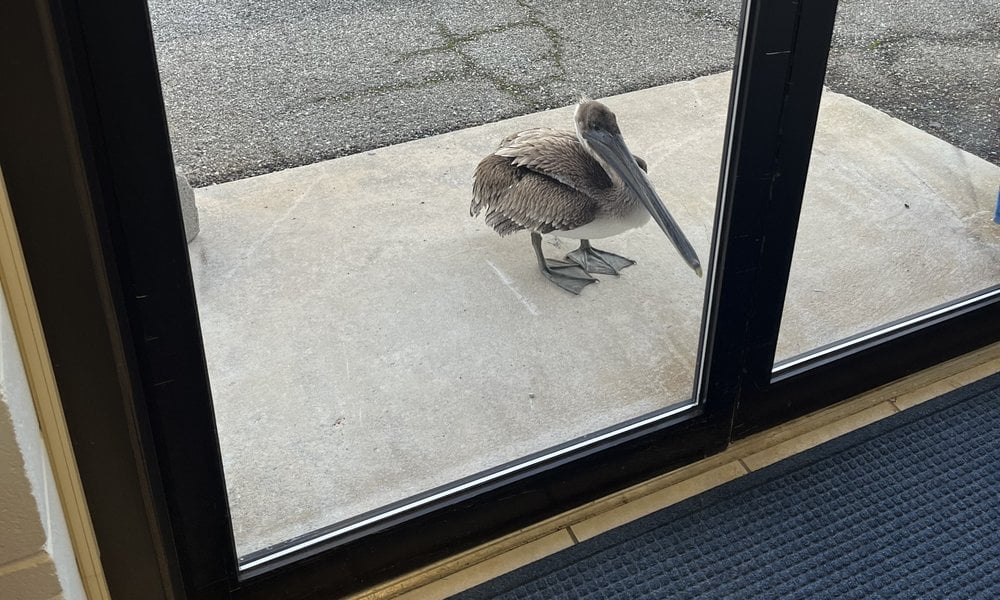 Brown pelican standing outside the laboratory's glass back door