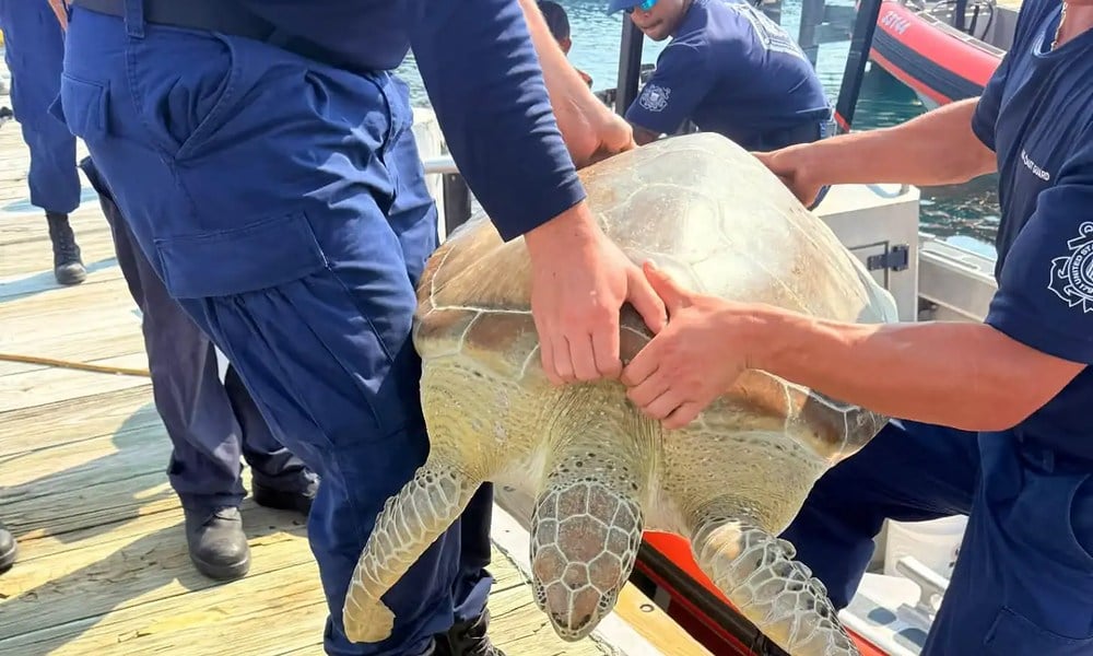 U.S. Coast Guard members carry a large green sea turtle from a rescue boat to a dock