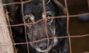 Close-up of a black dog looking through rusted wire kennel bars.