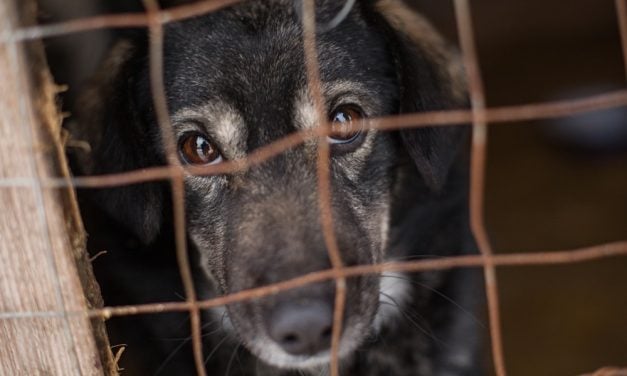 Man Sentenced to a Decade in Prison After 130+ Dogs Starved to Death at Supposed Rescue
