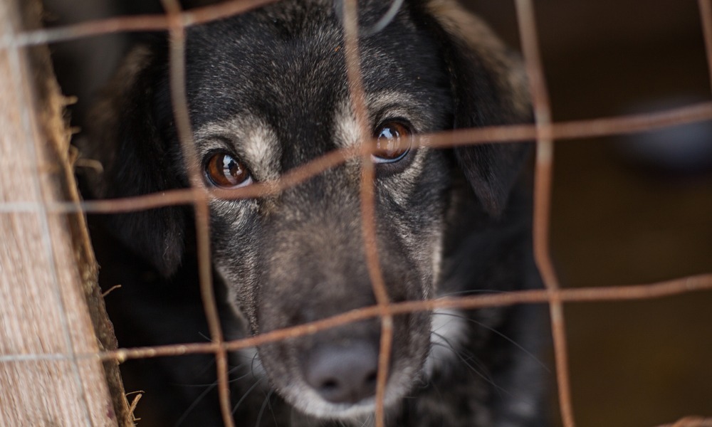 Close-up of a black dog looking through rusted wire kennel bars.