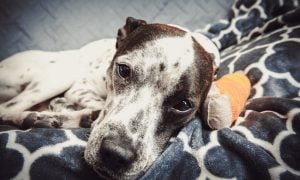 A dog with a bandaged leg rests on blankets and looks toward the camera