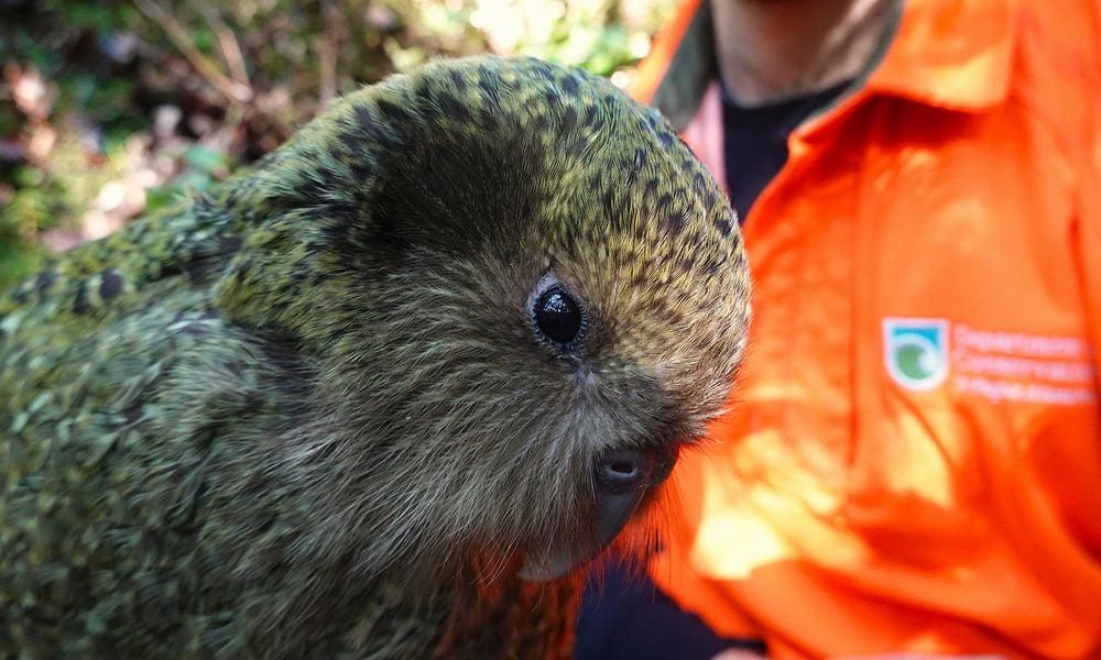 A young green kākāpō looks toward the camera beside a conservation worker in an orange jacket.