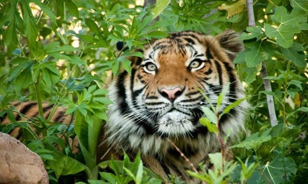Critically Endangered Tiger Successfully Returned to the Wild