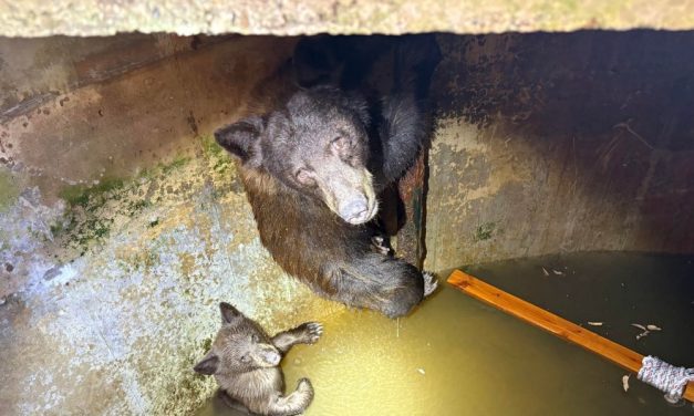 Mother Bear and Her Cubs Rescued During ‘Operation Care Bear’