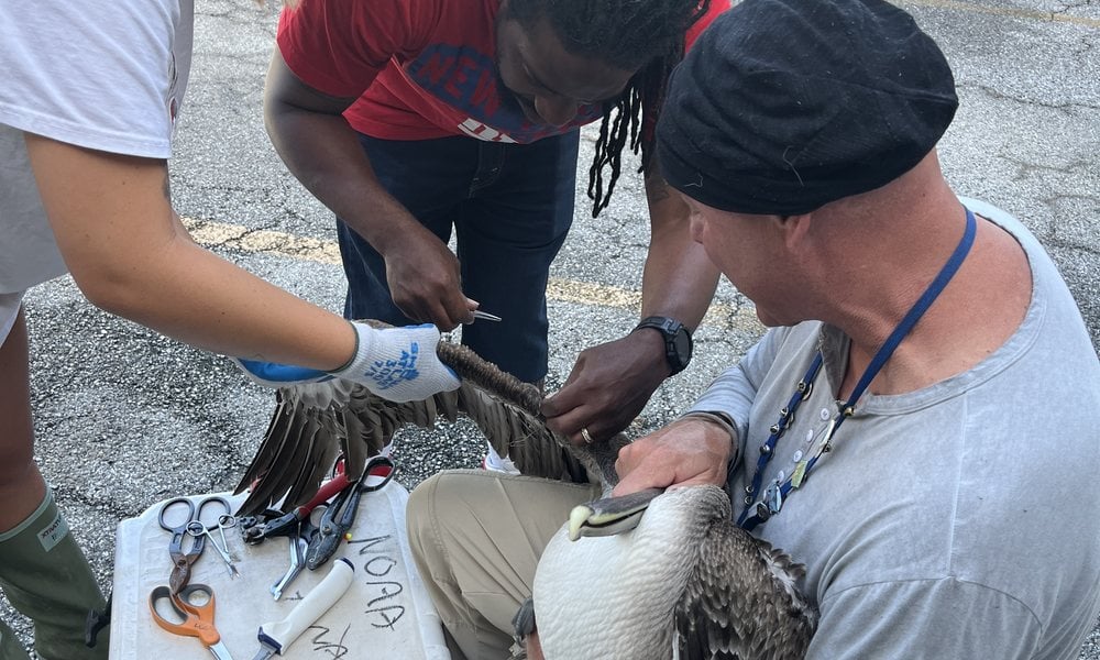 Three NOAA Fisheries staff members carefully removing fishing gear from a brown pelican's wing