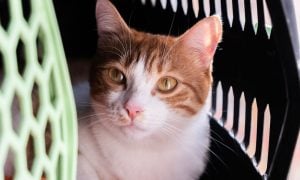 An orange and white cat looks out from a carrier