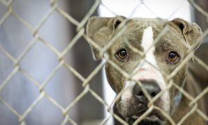 Pit bull looking through a chain-link kennel fence.